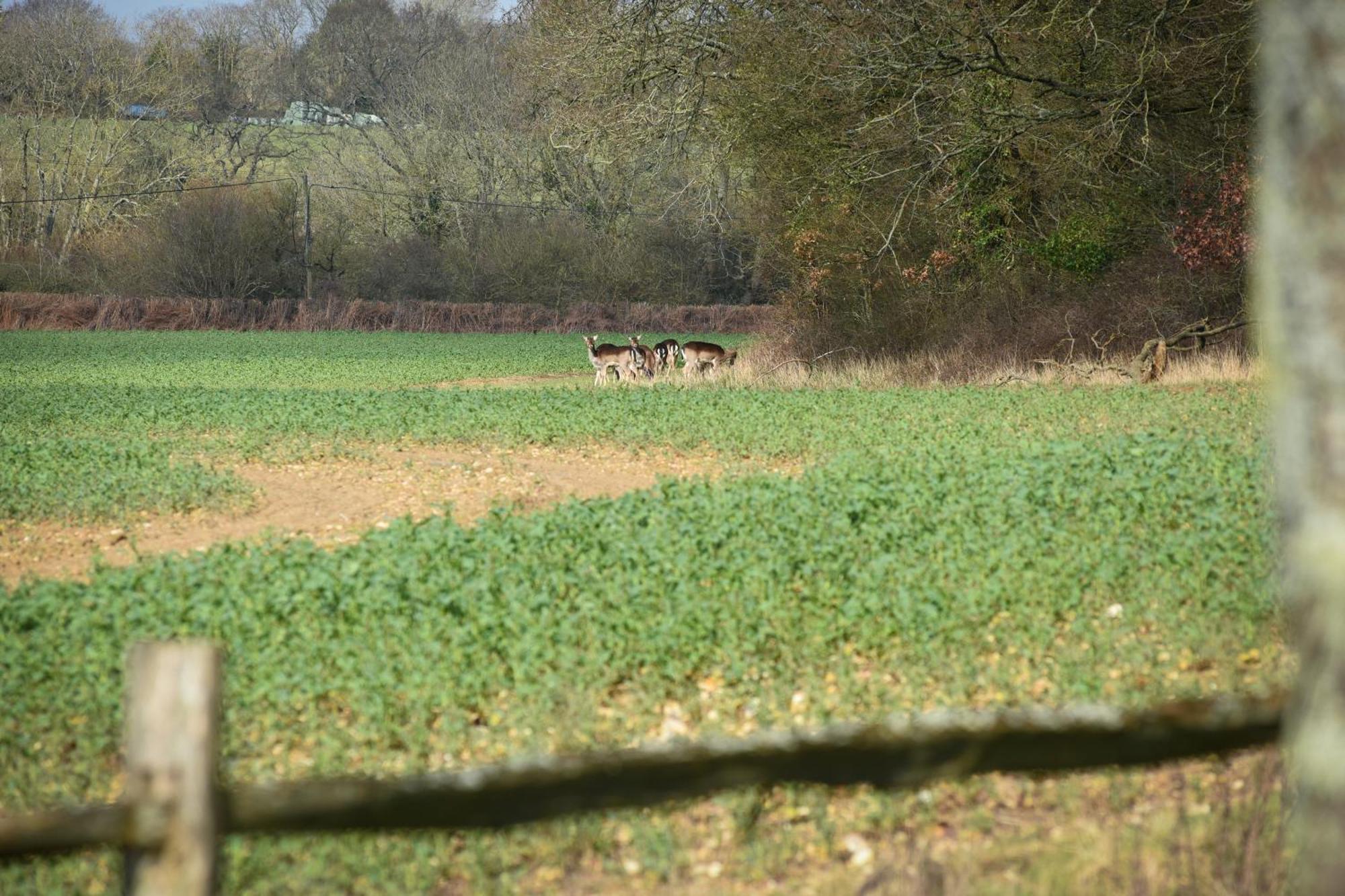 Air Maison - The Cow Shed Wow Factor Countryside Retreat Westbourne  Exterior foto